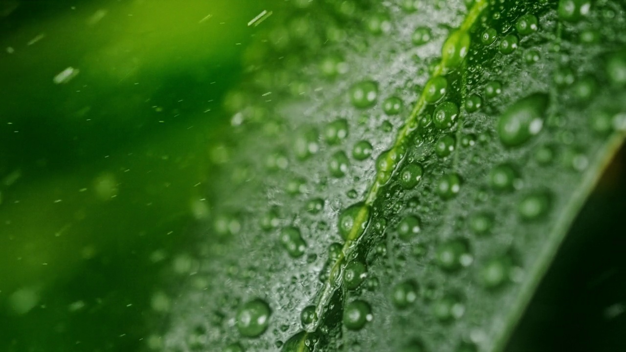 一滴滴暴雨從綠葉上滴落下來視頻素材