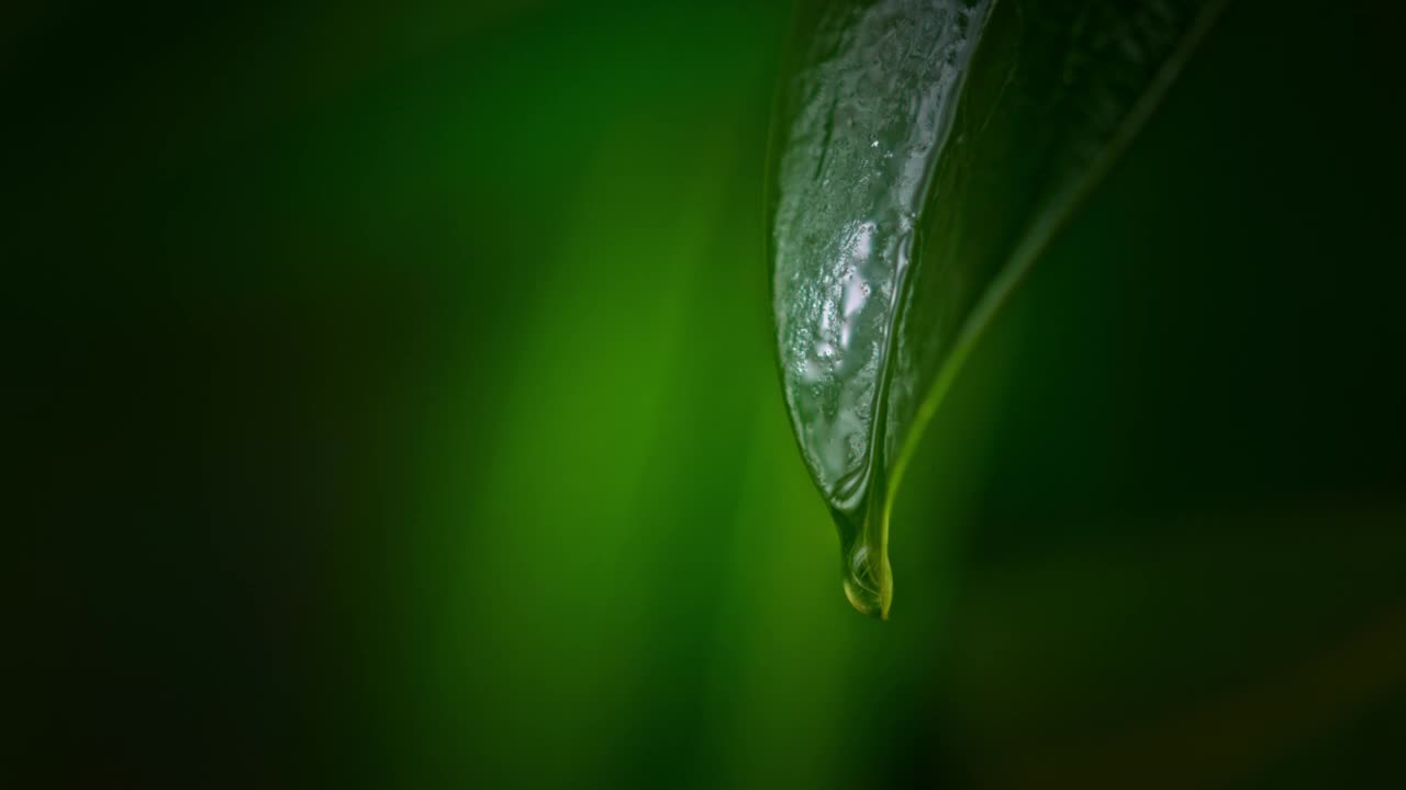 CU水滴從葉子上滴下視頻素材
