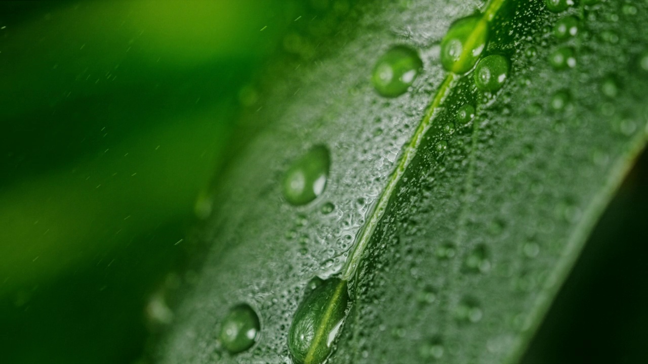 雨滴從綠葉上滴落下來視頻素材
