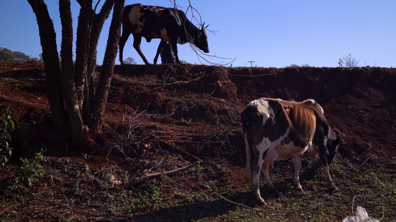 日落时分在牧场上吃草的牛视频素材