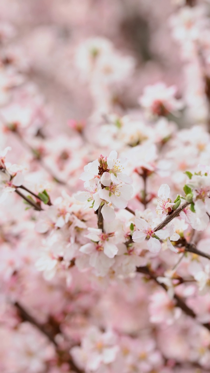 春天櫻花盛開視頻素材