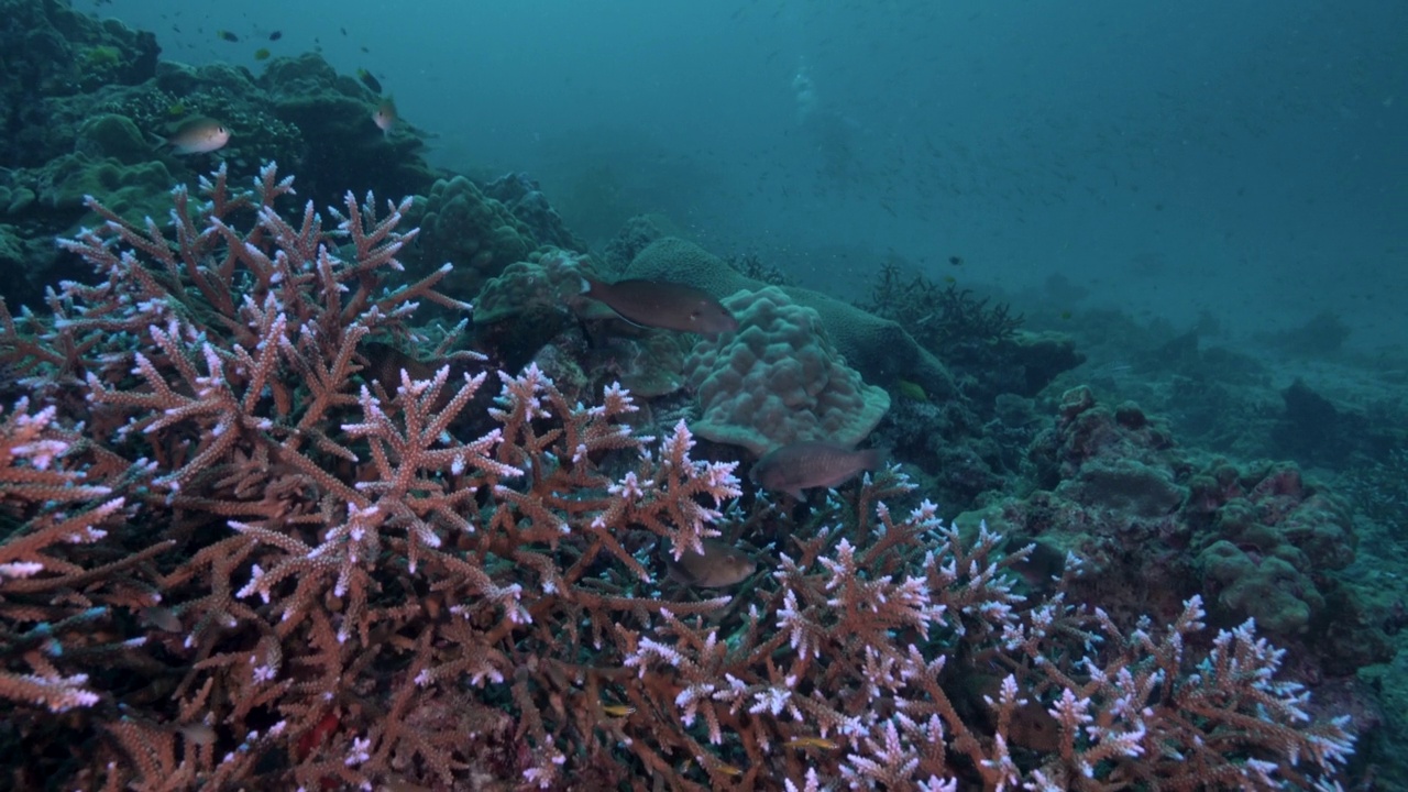 泰国Similan群岛的分枝珊瑚视频素材