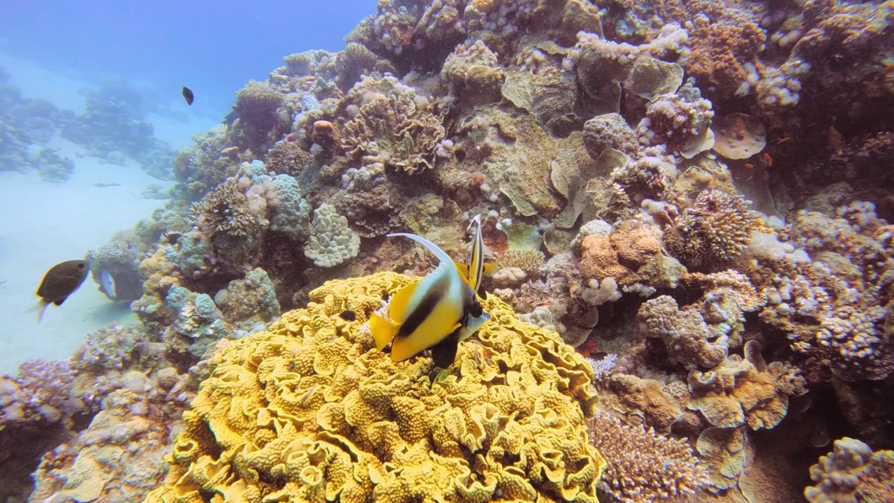 4k视频镜头的鱼在海洋中游泳视频下载