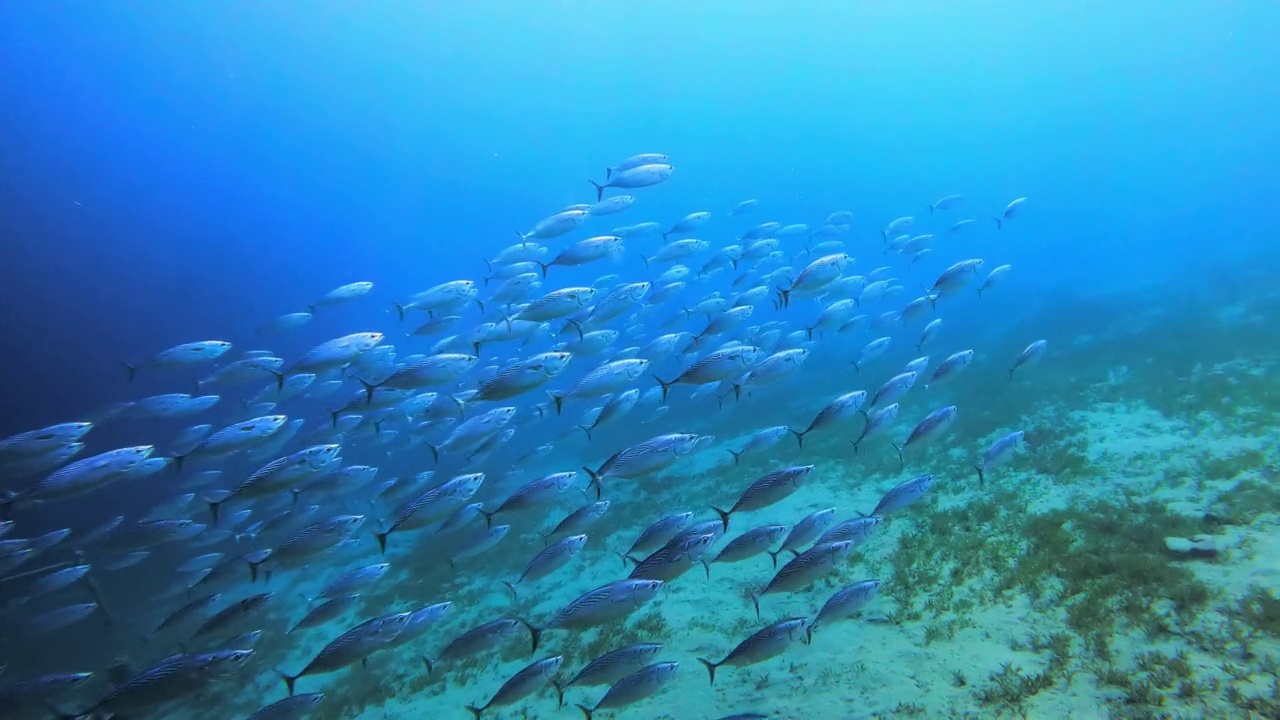 4k视频镜头的鱼在海洋中游泳视频下载