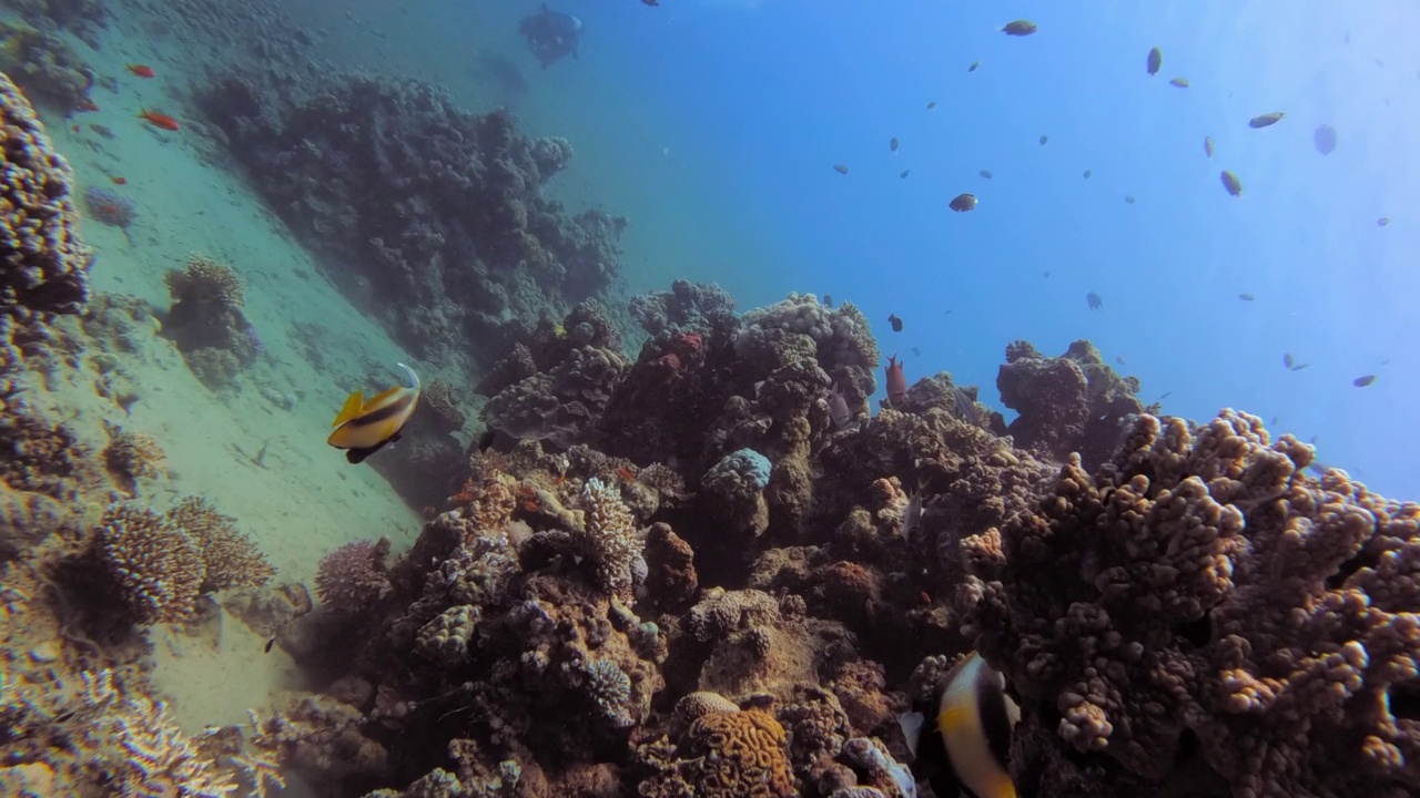 人们在海洋中潜水的4k视频片段视频下载