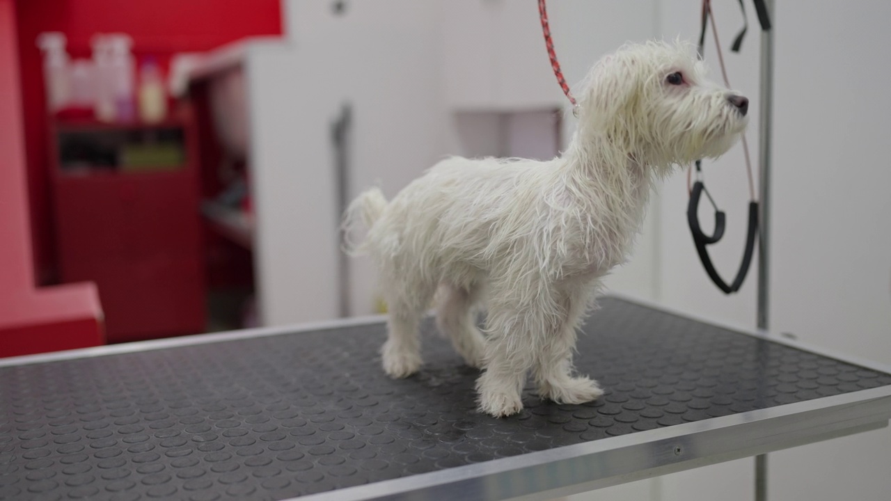 不知名的动物美容师，用吹风机吹干马耳他犬视频素材