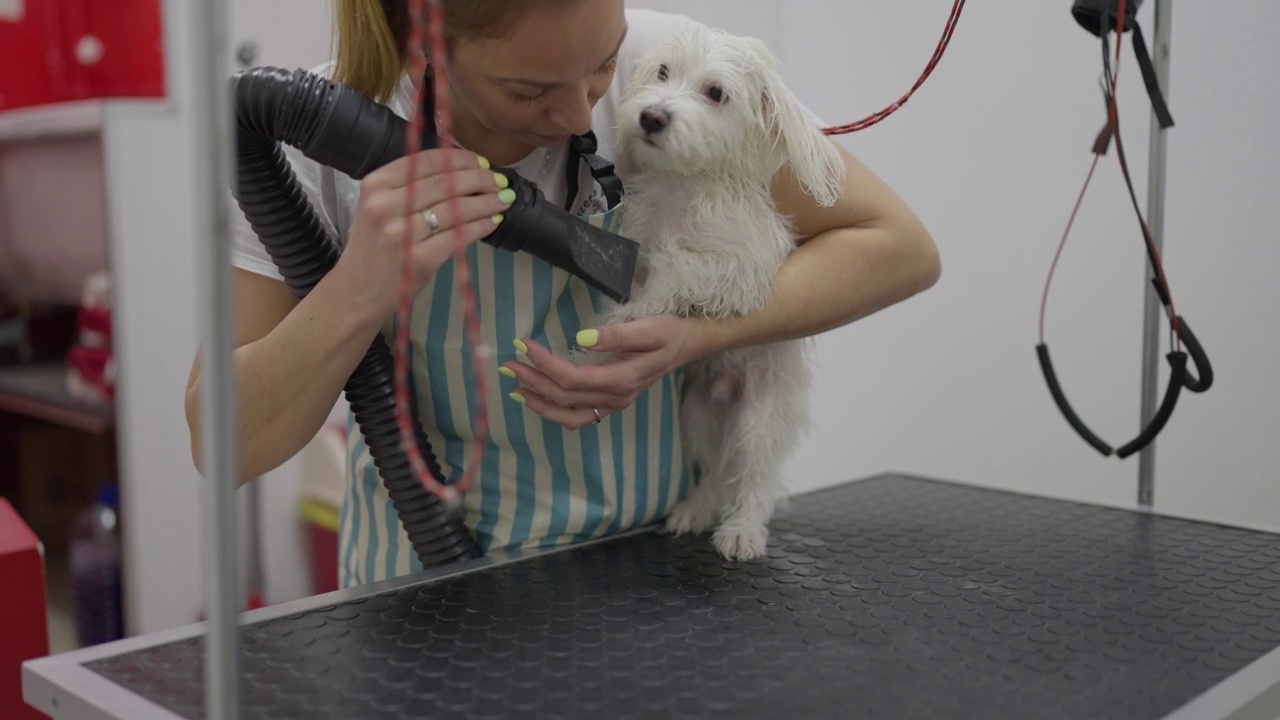 高加索动物美容师，用吹风机吹干马耳他犬视频素材