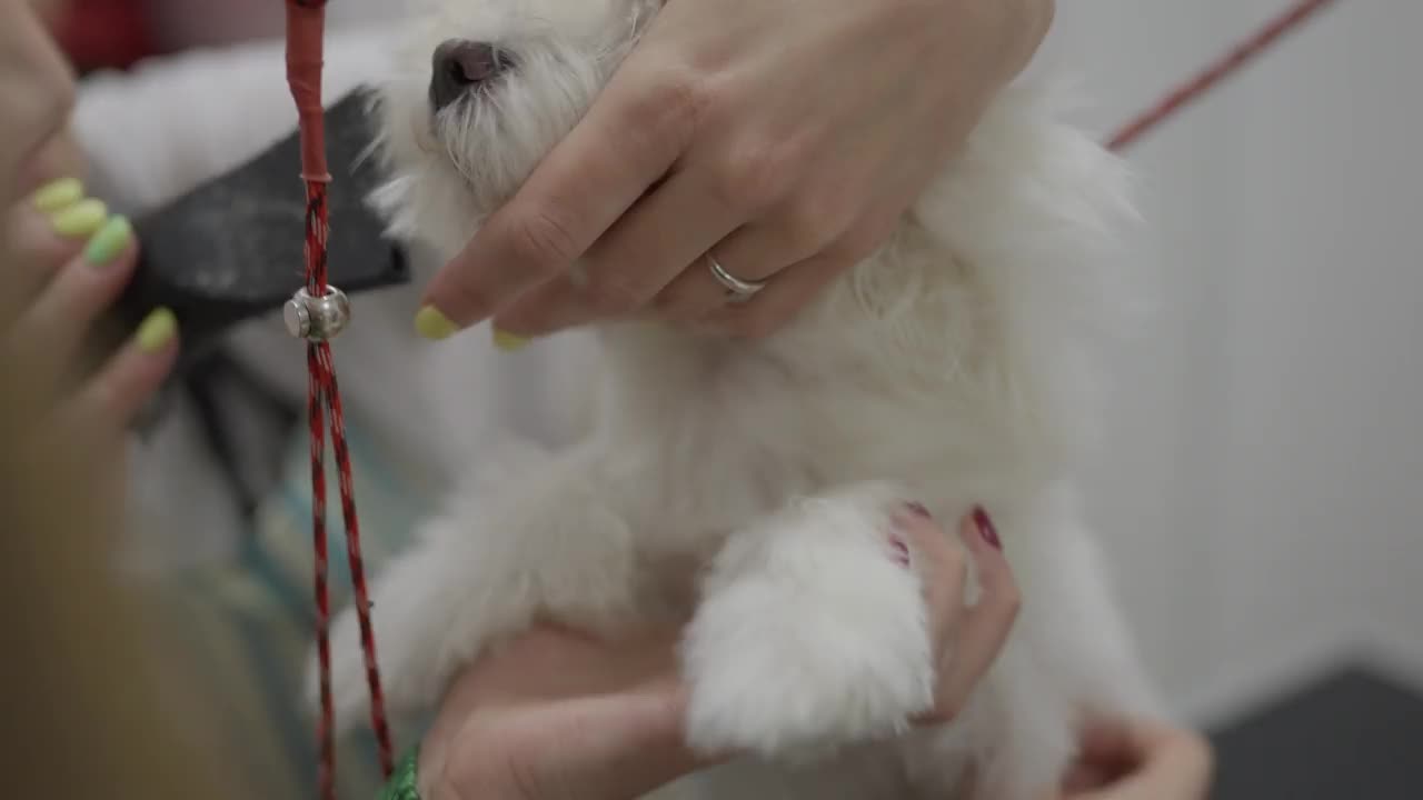 动物美容师，用吹风机吹干马耳他犬视频素材