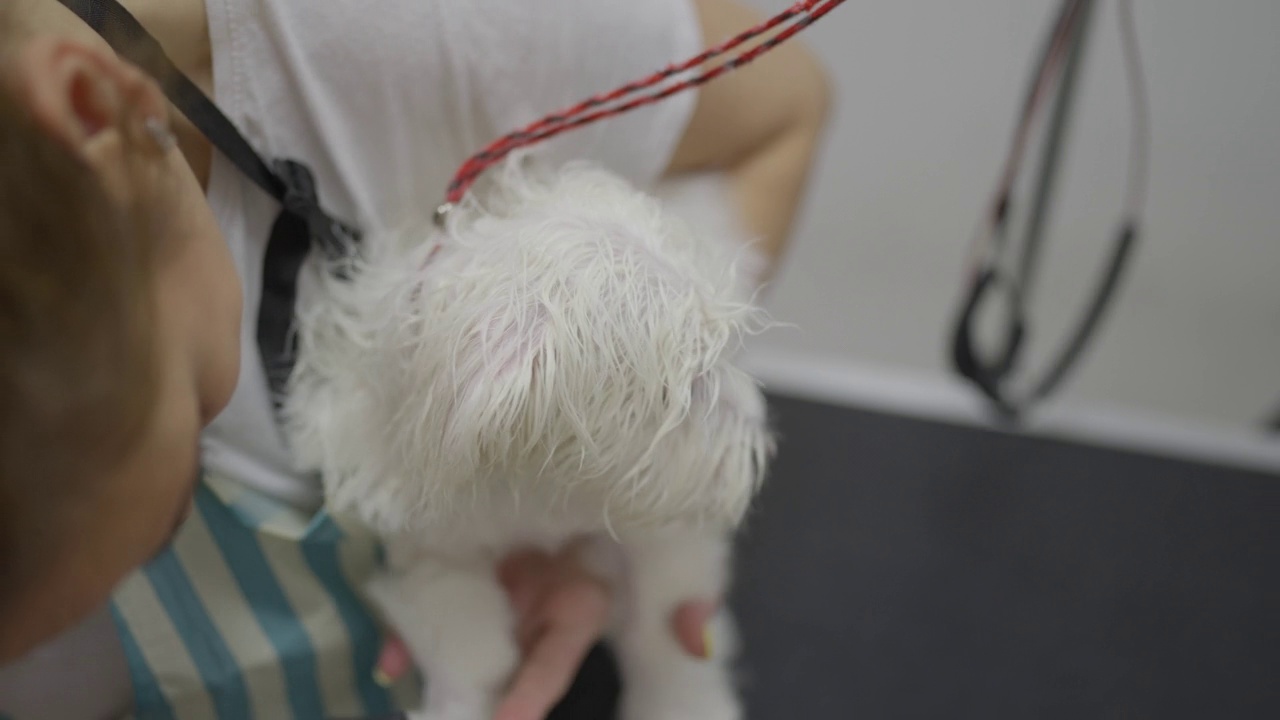 动物美容师b卷，用吹风机吹干马耳他犬视频素材