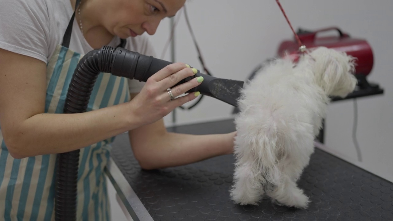 动物美容师，在美容院用吹风机吹干马耳他犬视频素材