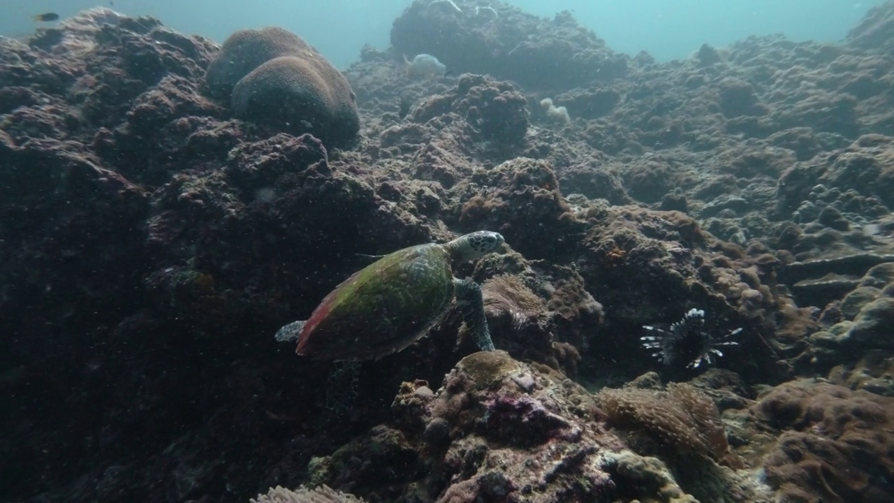 玳瑁在水下的珊瑚礁上游泳视频素材