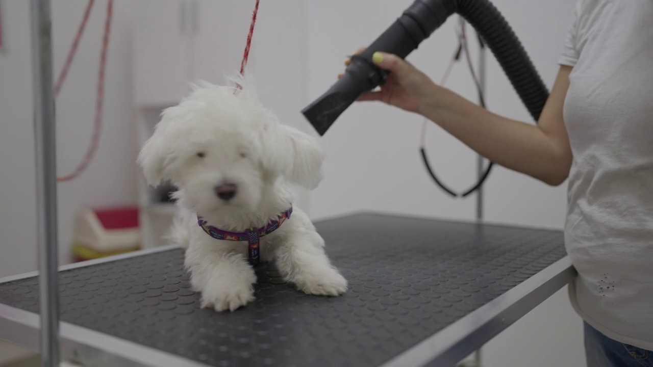在宠物美容沙龙，一只马耳他犬正在享受吹干的感觉视频素材