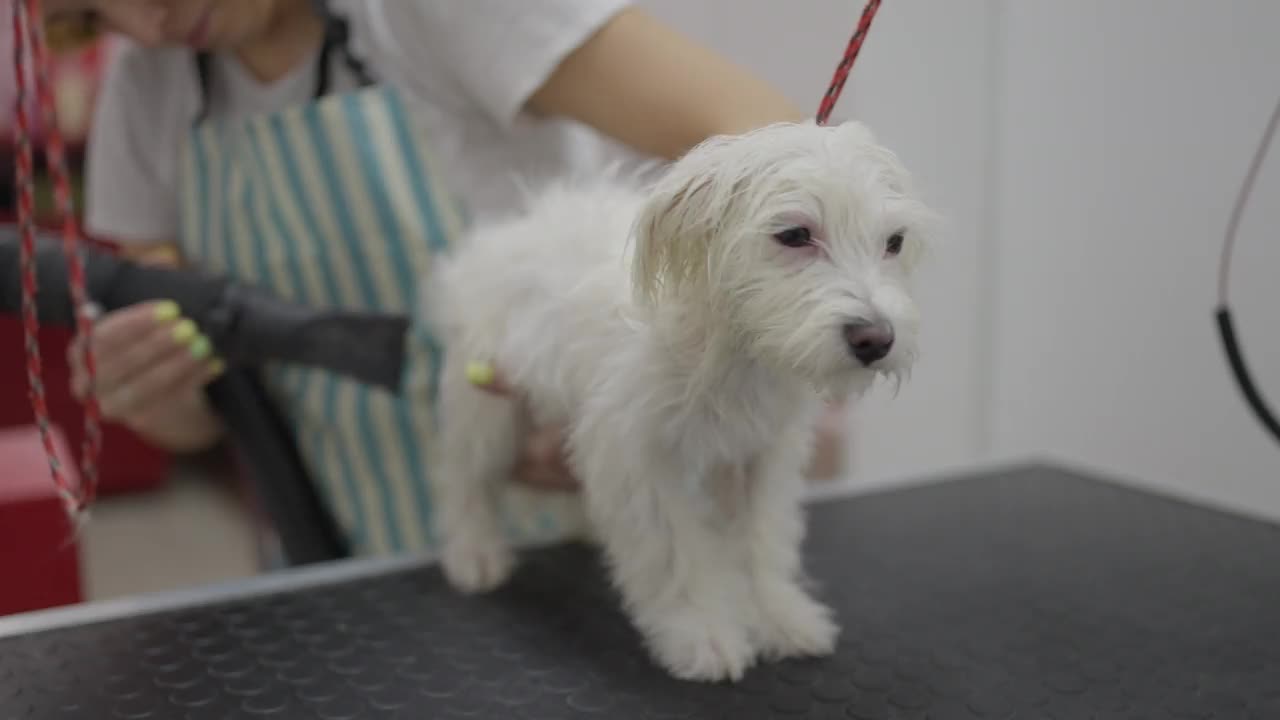 洗澡后，动物美容师，用吹风机吹干一只马耳他犬视频素材