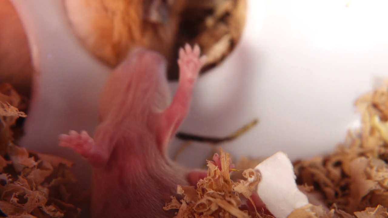 仓鼠妈妈与新生婴儿工作室拍摄视频素材