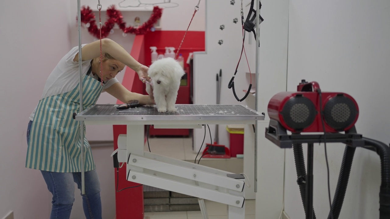 宠物美容师用剪刀剪马耳他狗的头发视频下载