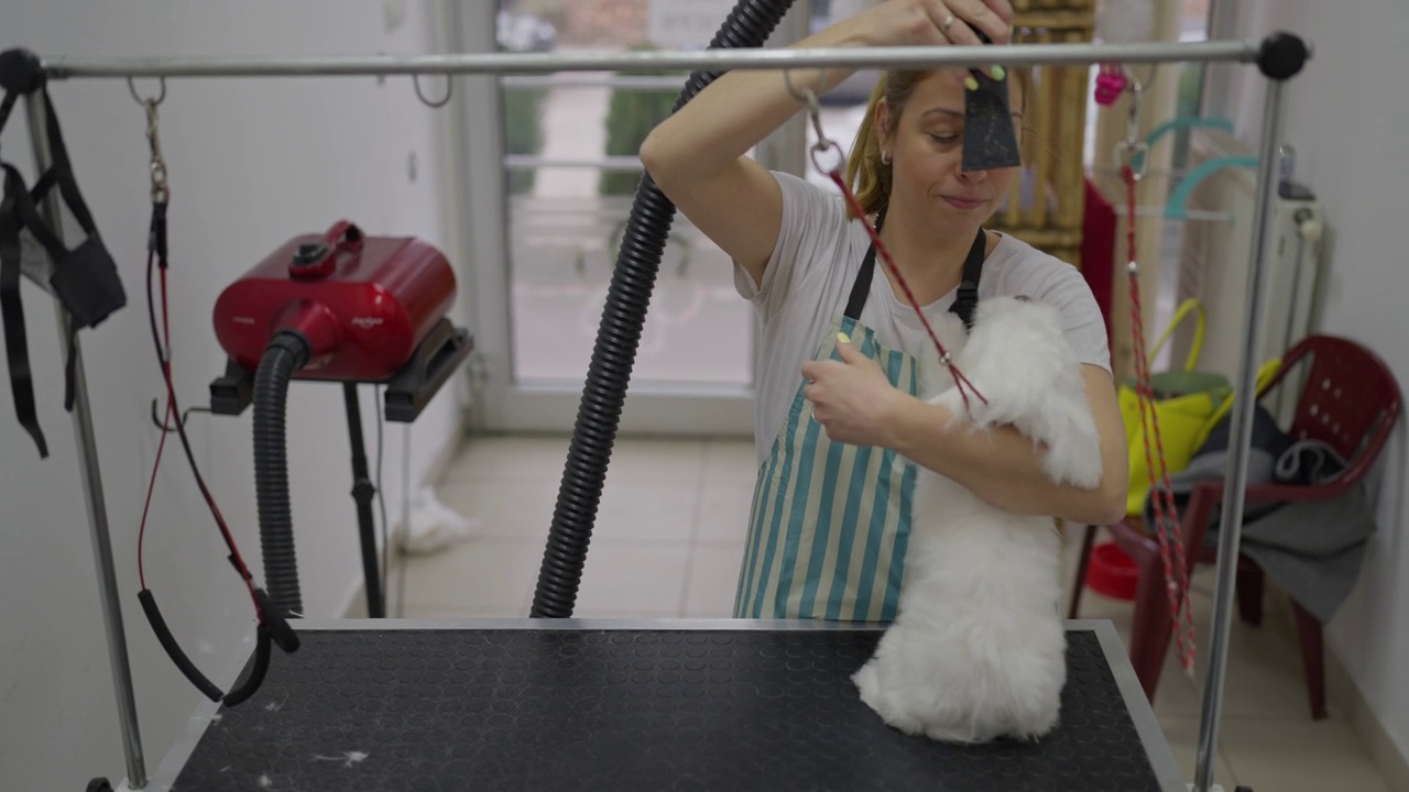 动物美容师与吹风机去除多余的毛发在狗梳理后视频素材