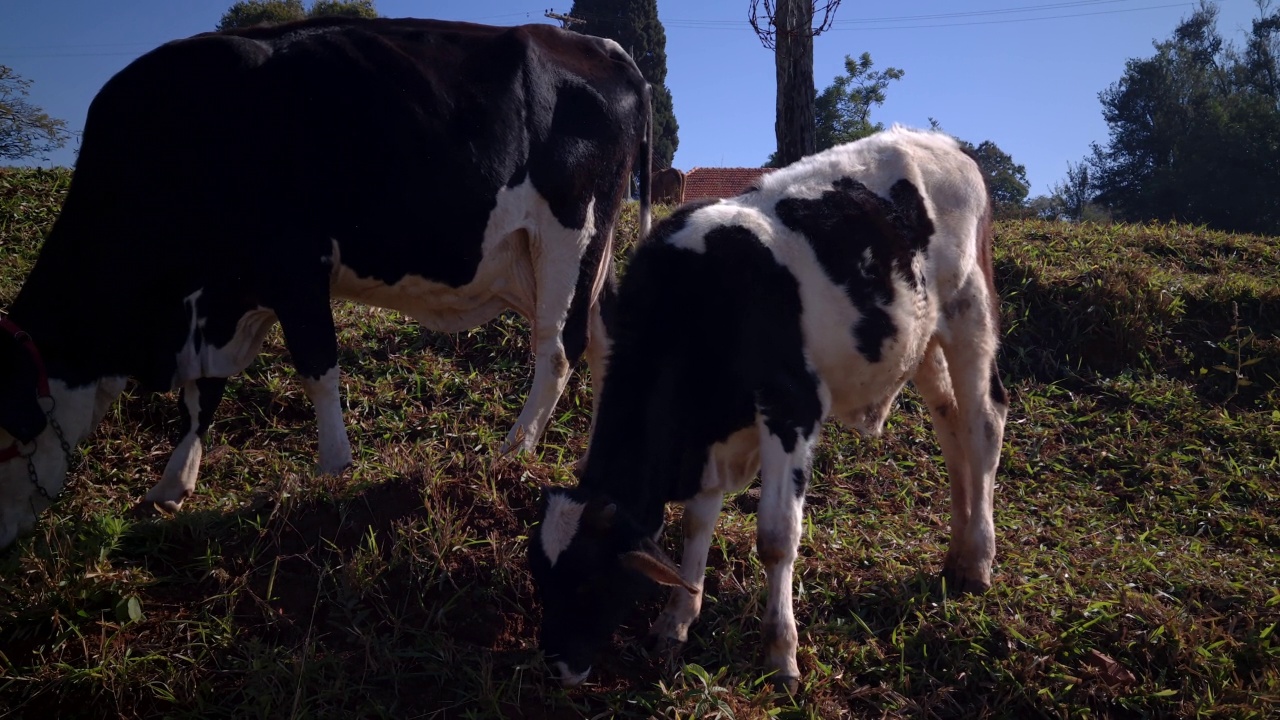 日落时分，奶牛在牧场上吃草视频素材