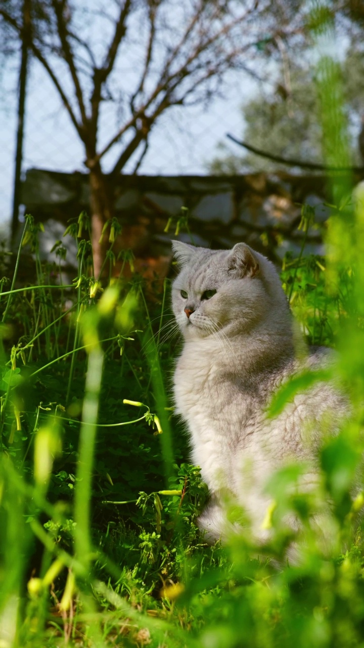 花园里的英国短毛猫视频下载