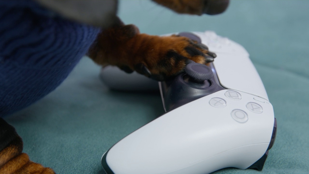 一只腊肠狗试图按视频游戏控制器上的按钮视频下载