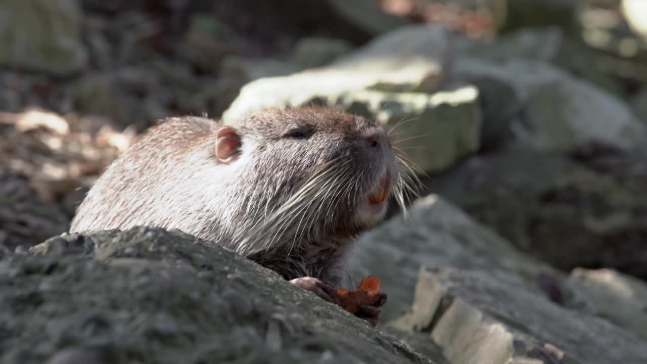 肖像特写可爱海狸鼠吃胡萝卜和享受阳光之间的石头在池塘视频素材