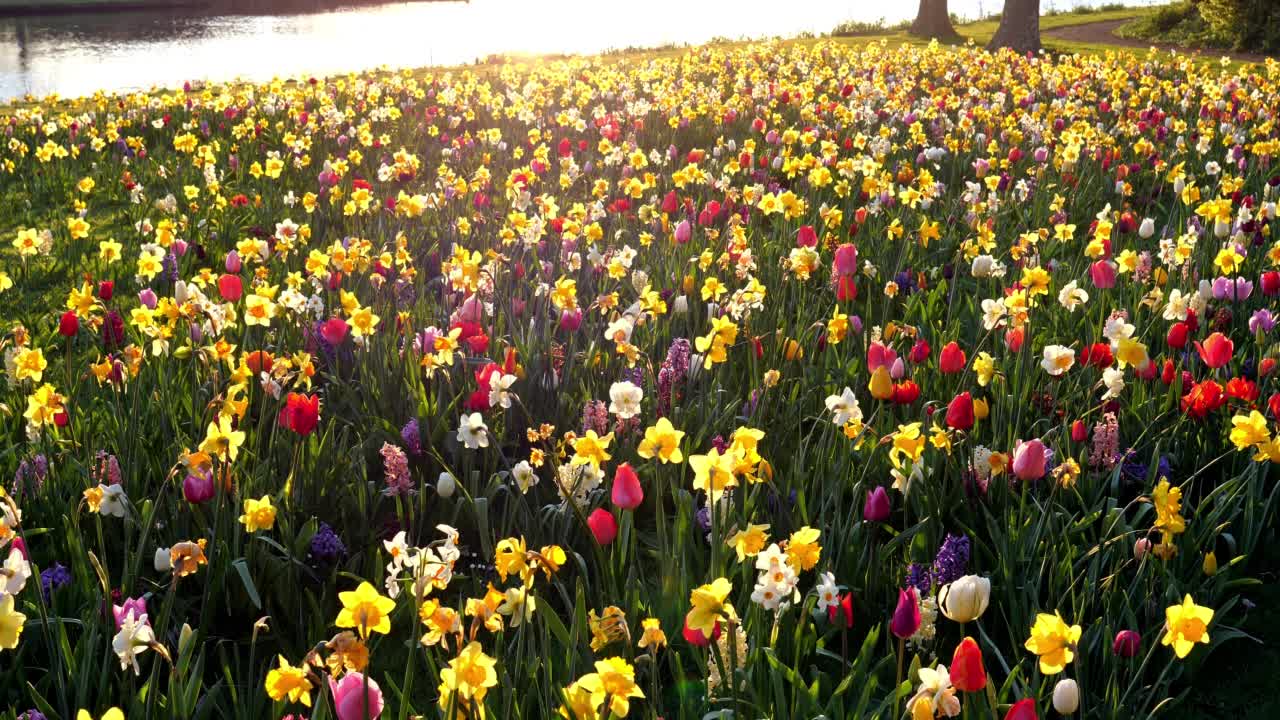 荷兰春天野花盛开的田野。日出视频下载