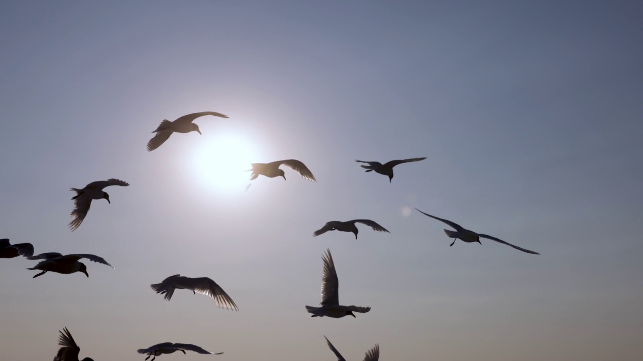 一群海鸥在天空中飞翔，在海面上视频素材