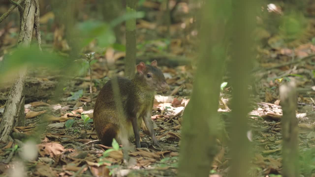 刺豚鼠坐在科尔科瓦多国家公园的森林地面上视频素材