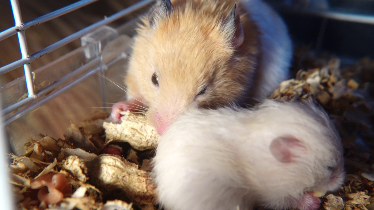 仓鼠宝宝在吃花生视频素材
