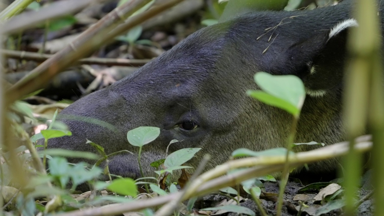 一只贝尔德貘躺在热带雨林的地面上休息的特写视频素材