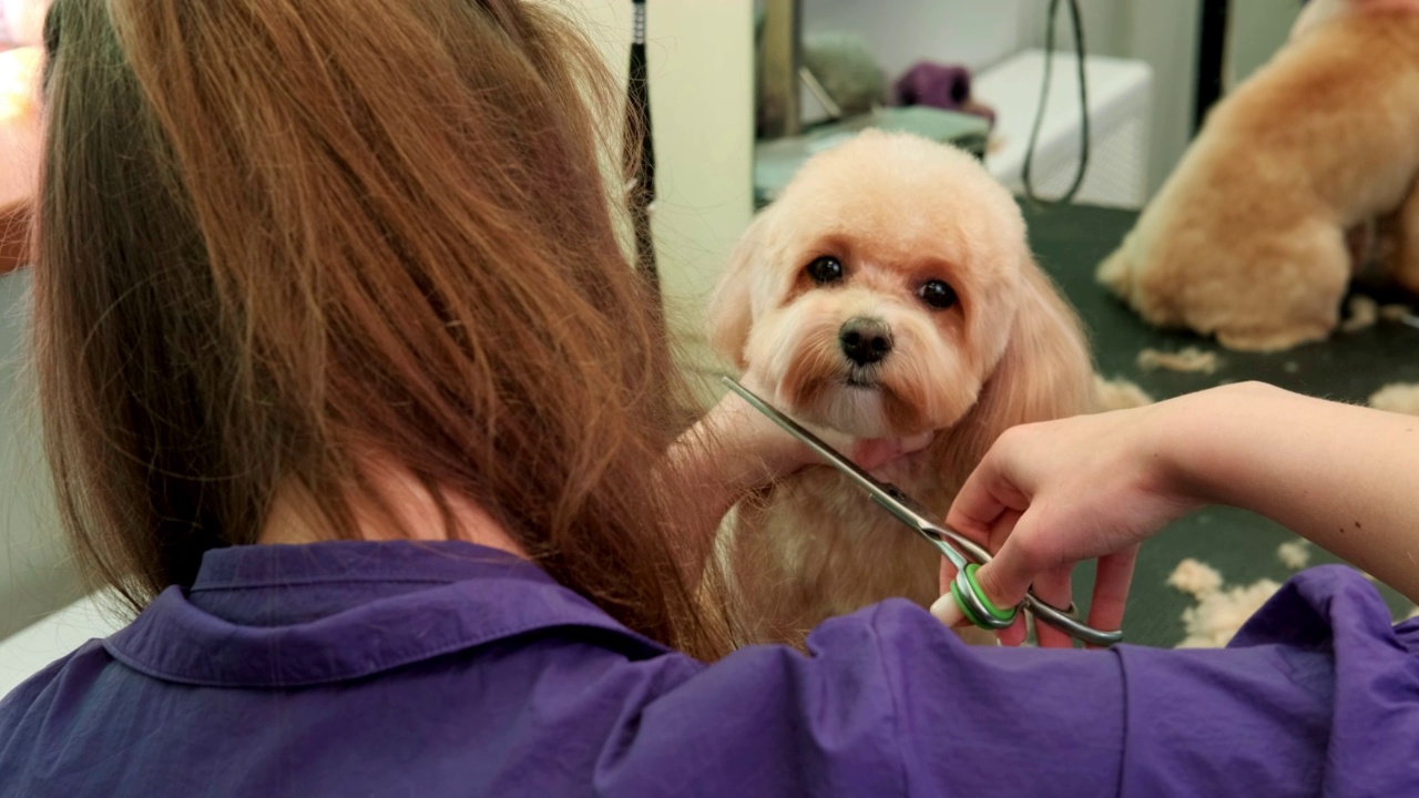 这只马尔蒂波犬在被人用剪刀剪毛时，乖乖地坐着看着镜头。梳理视频下载