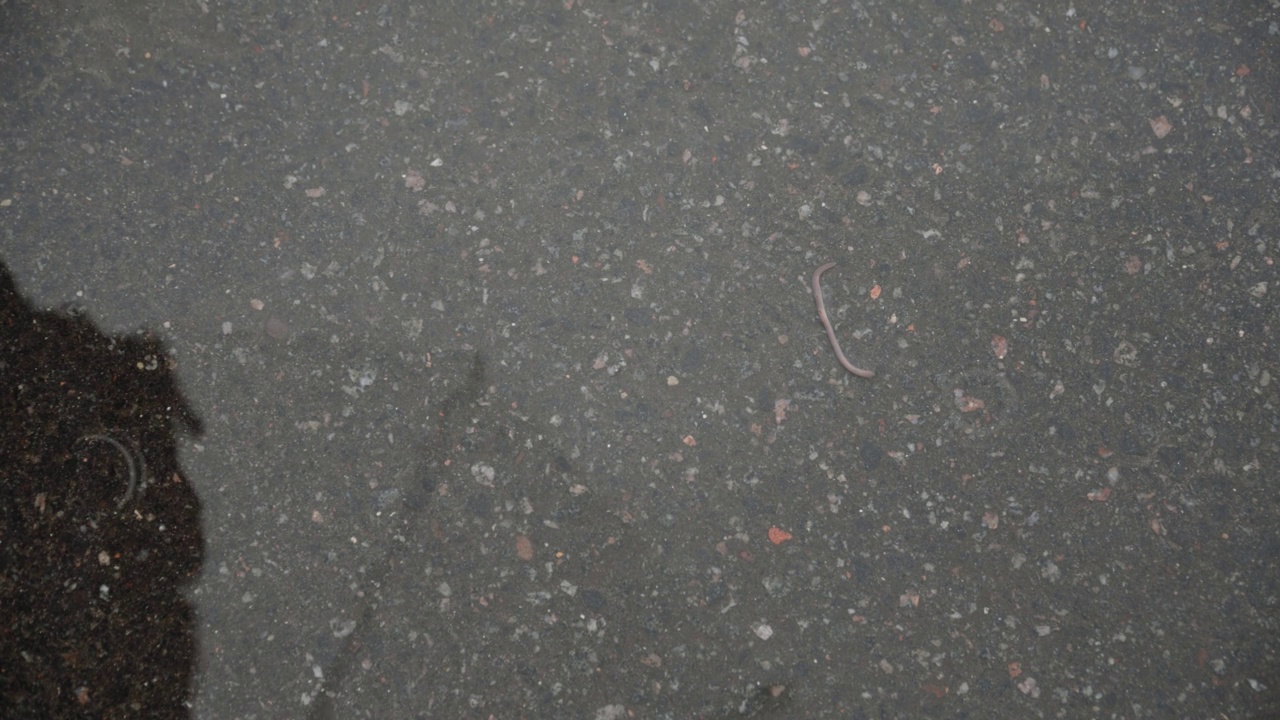 蚯蚓在透明的雨坑中移动，在沥青上有雨伞的倒影。视频下载