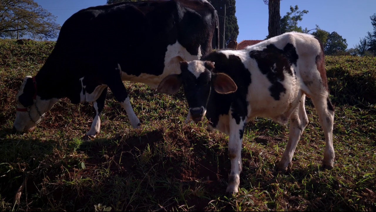 日落时分，奶牛在牧场上吃草视频素材