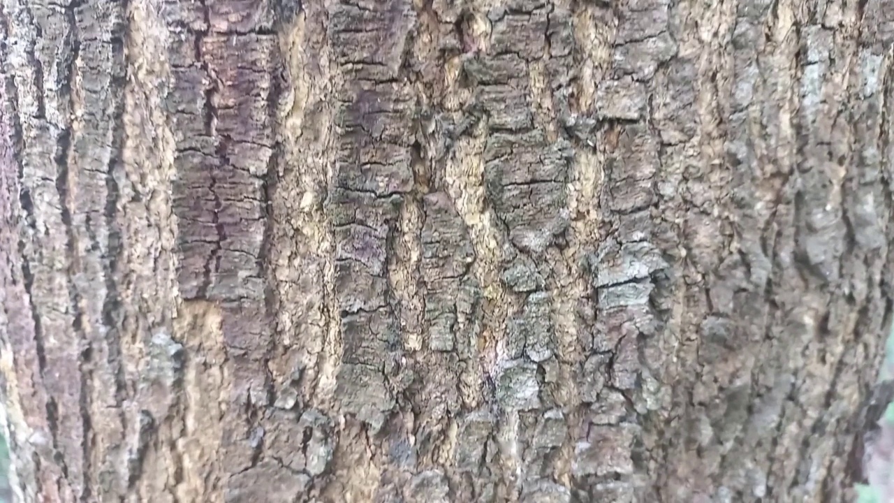 树皮肤纹理背景。视频素材