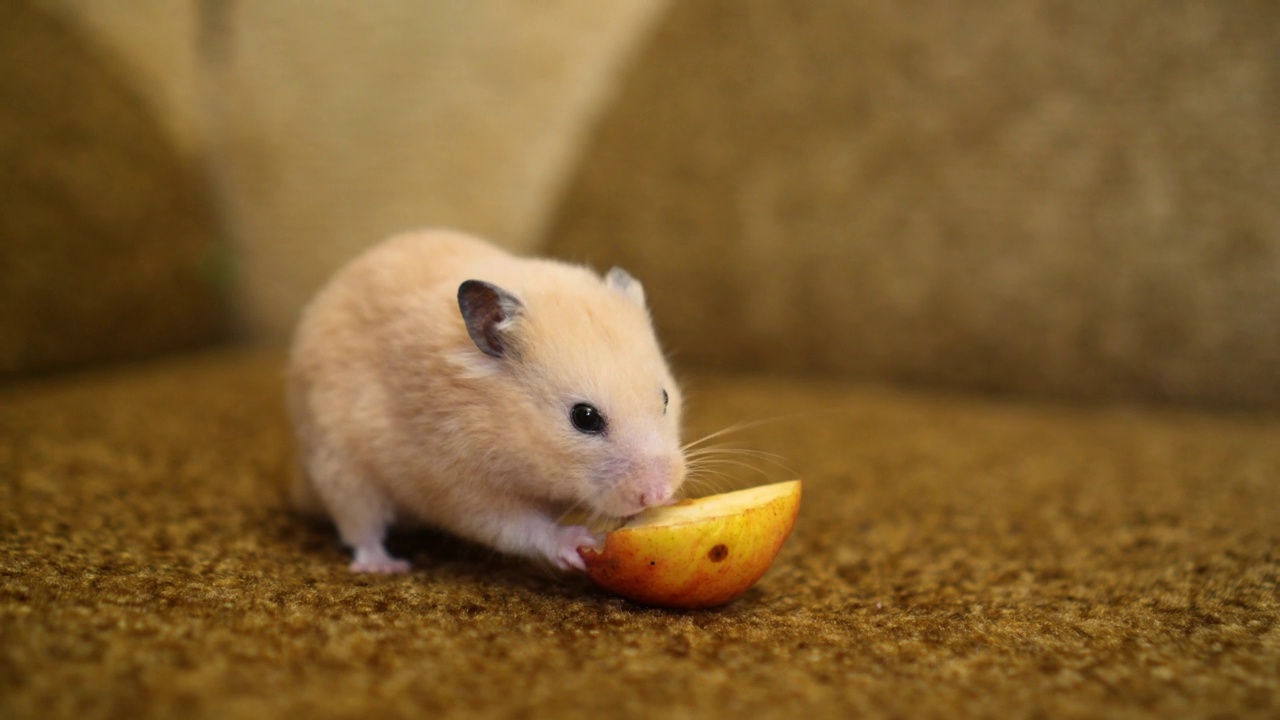 有趣的叙利亚仓鼠在吃苹果视频素材