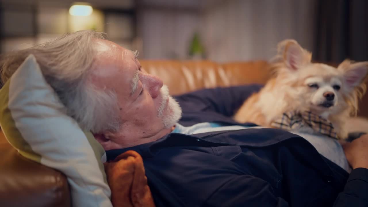 亚洲老人一位老人躺在他家客厅的沙发上。他有他的吉娃娃棕色老狗躺在他身上，它也睡着了。带宠物概念的甜蜜之家视频下载