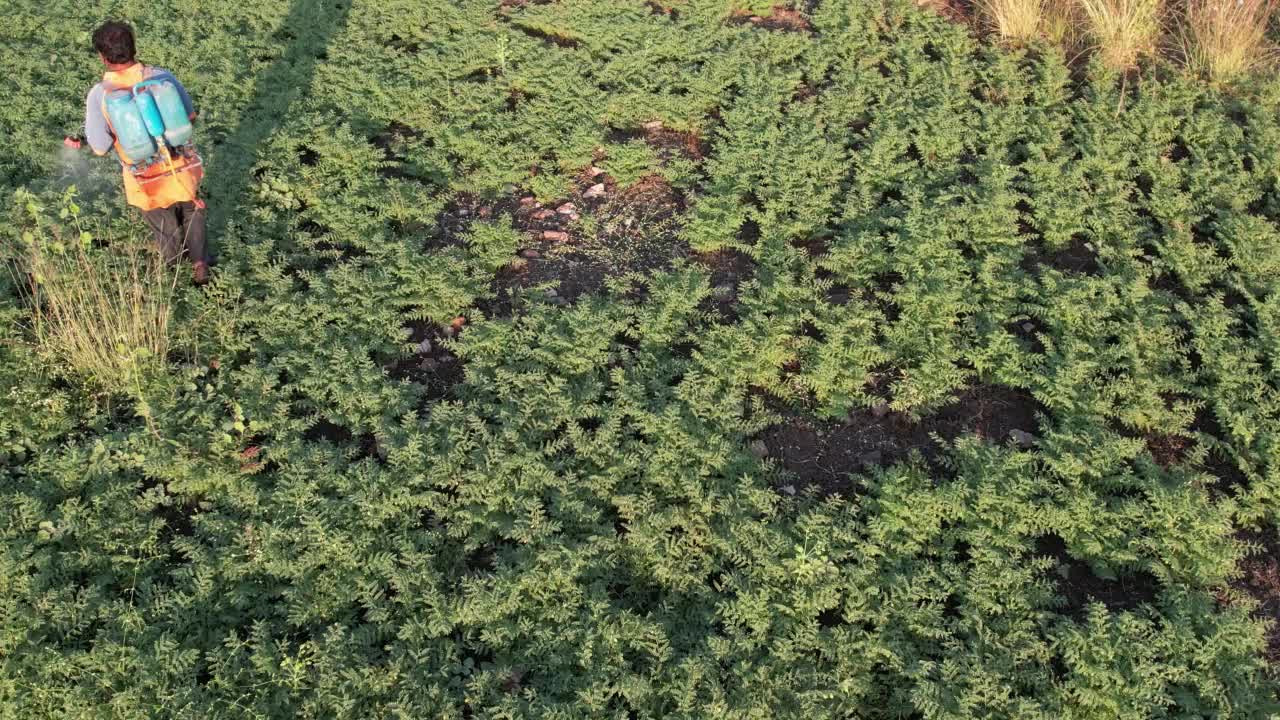 印度，农民在农田喷洒农药。视频素材