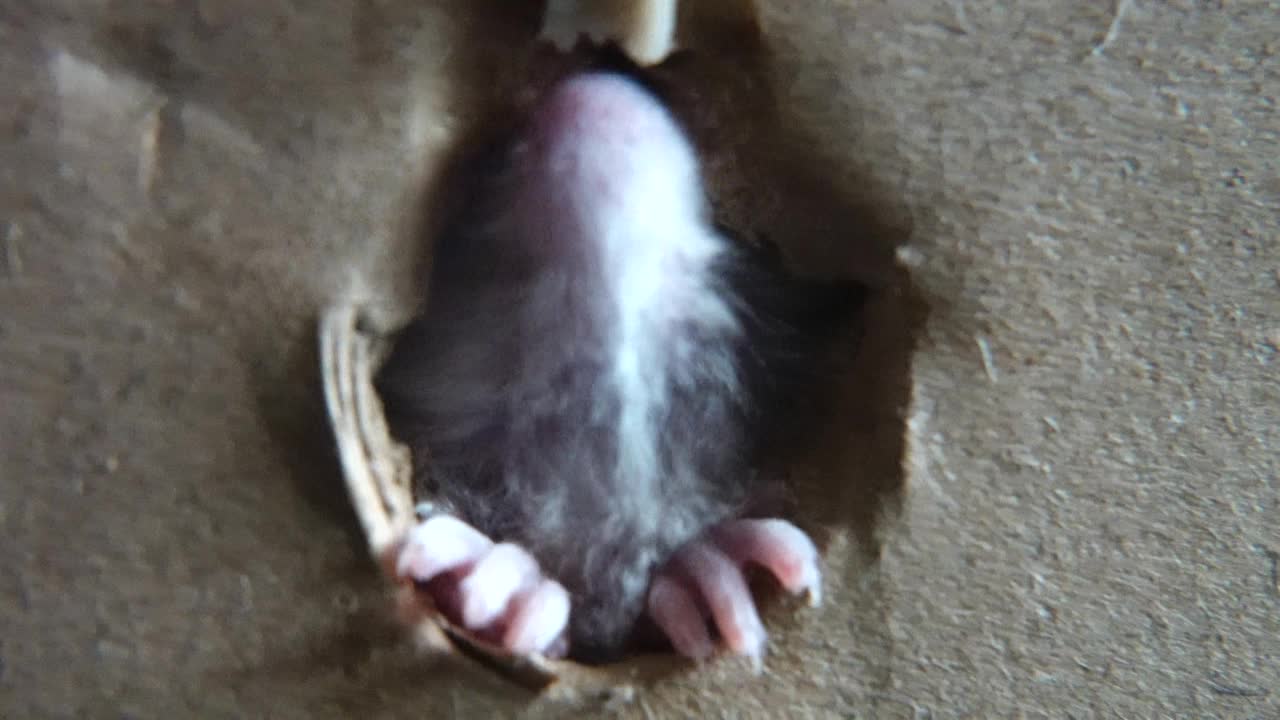 仓鼠从洞里吃面条视频素材