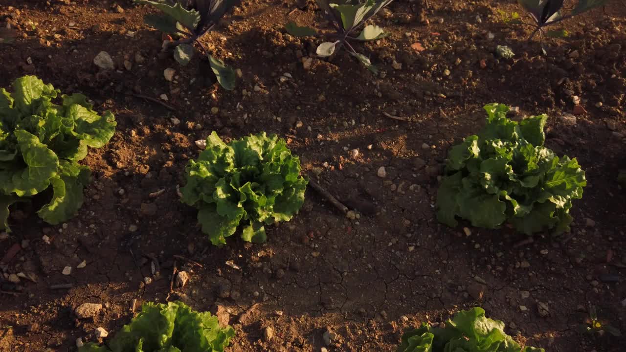 田地里的有机生菜视频素材