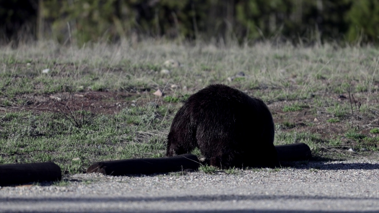 大雄性灰熊/野猪(Ursus arctos)追逐雌性的MS 4K镜头视频素材
