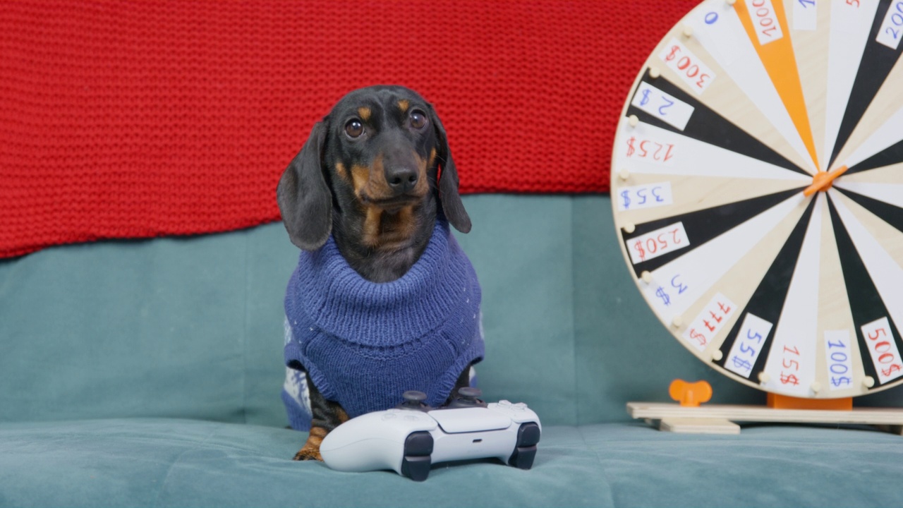 有趣的腊肠狗小狗穿着针织毛衣坐在沙发上，电子游戏控制器和旋转木马随机挑选现金奖励都在附近，正面视图。赌博成瘾。视频下载