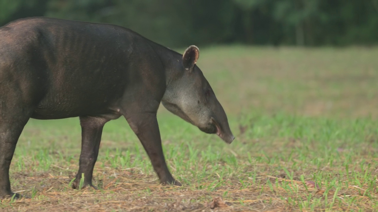 一只贝尔德貘穿过雨林中的一块空地的追踪片段视频素材