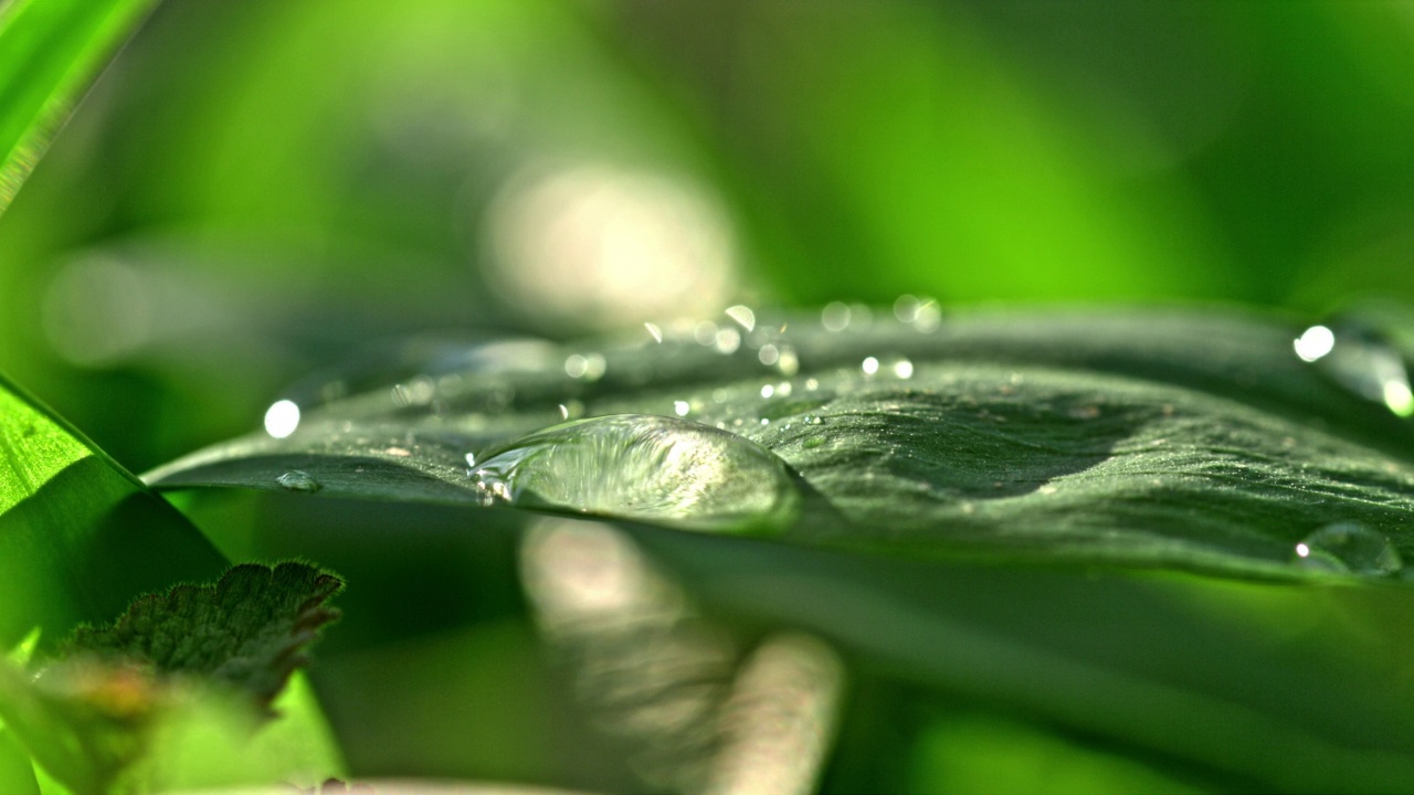 水滴在一片綠色的大葉子上，帶著水滴，從葉子上滴下來視頻素材