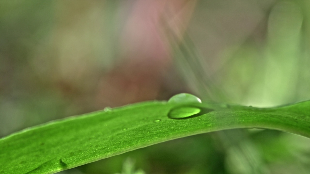 SUPER SLO MO特寫水滴落在一片綠色的葉子上，葉子上有一滴水，順著葉子流下來視頻素材
