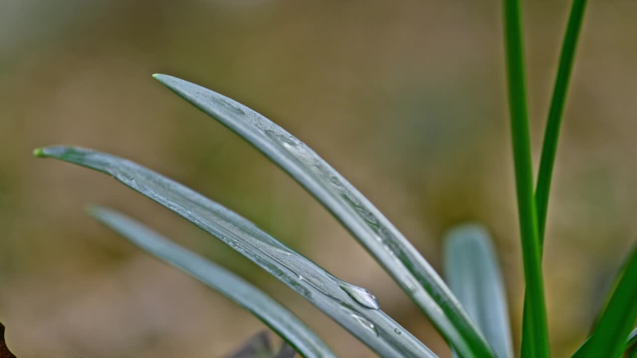 SUPER SLO MO特寫水滴滴落在大自然中狹窄的綠葉上視頻素材