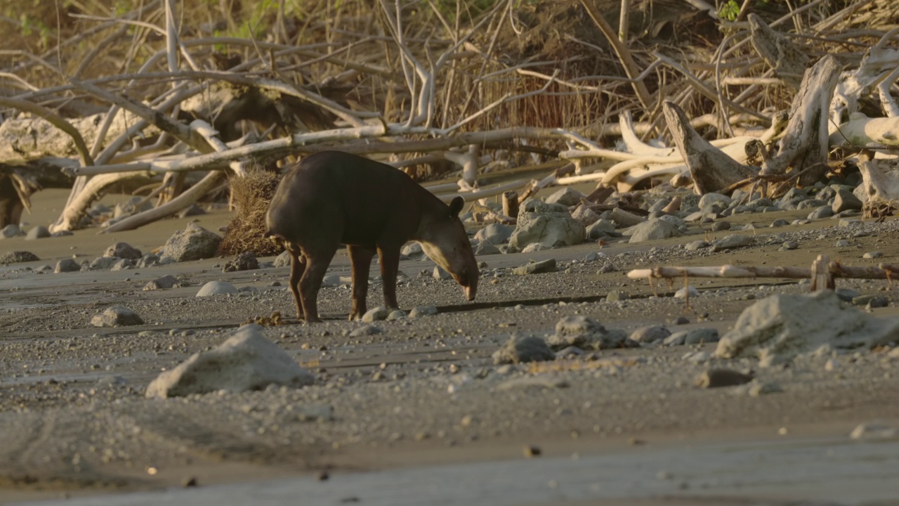 贝尔德的貘在塞丽娜车站附近的海滩上大便视频素材