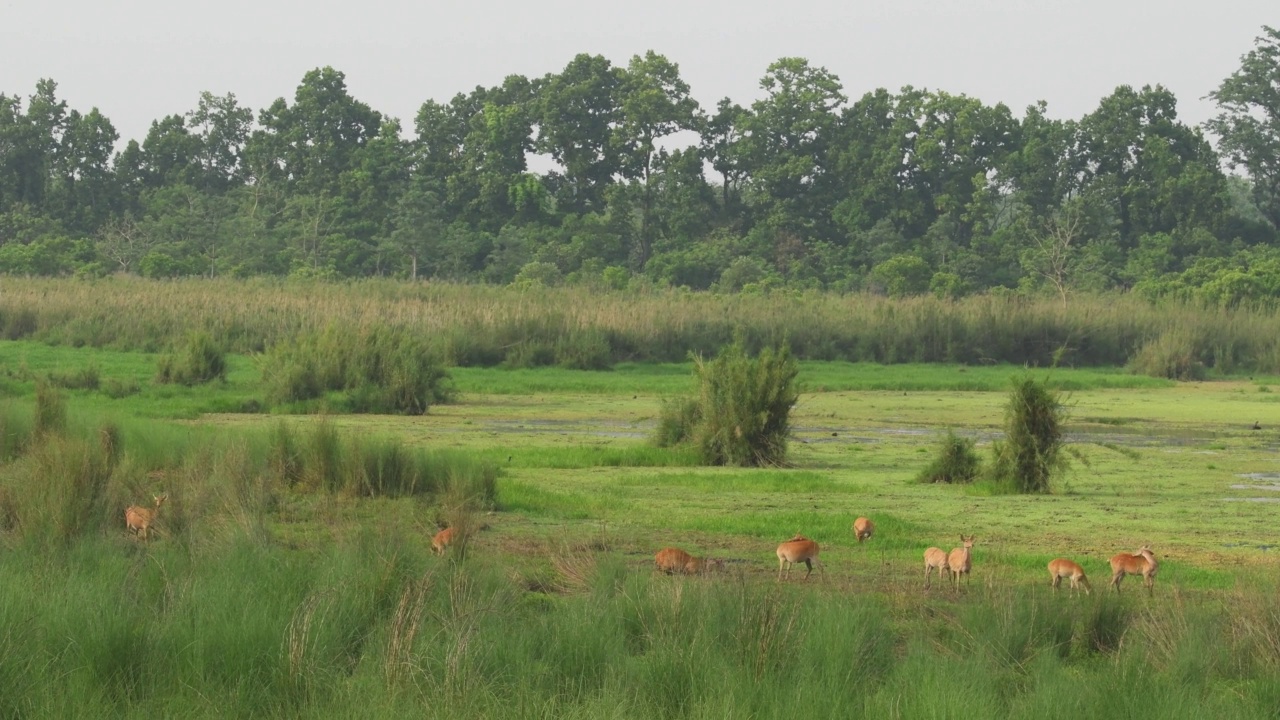 野生Barasingha或Rucervus duvaucelii或沼泽鹿的广角组十二角家族，在风景优美的丛林或森林的景观中，印度中亚的一种难以捉摸和脆弱的动物视频下载