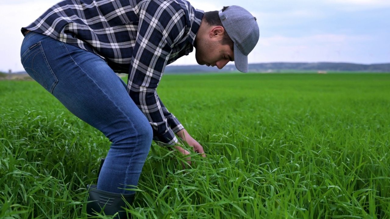 男农民触摸着绿色的麦田。高质量4k镜头视频素材