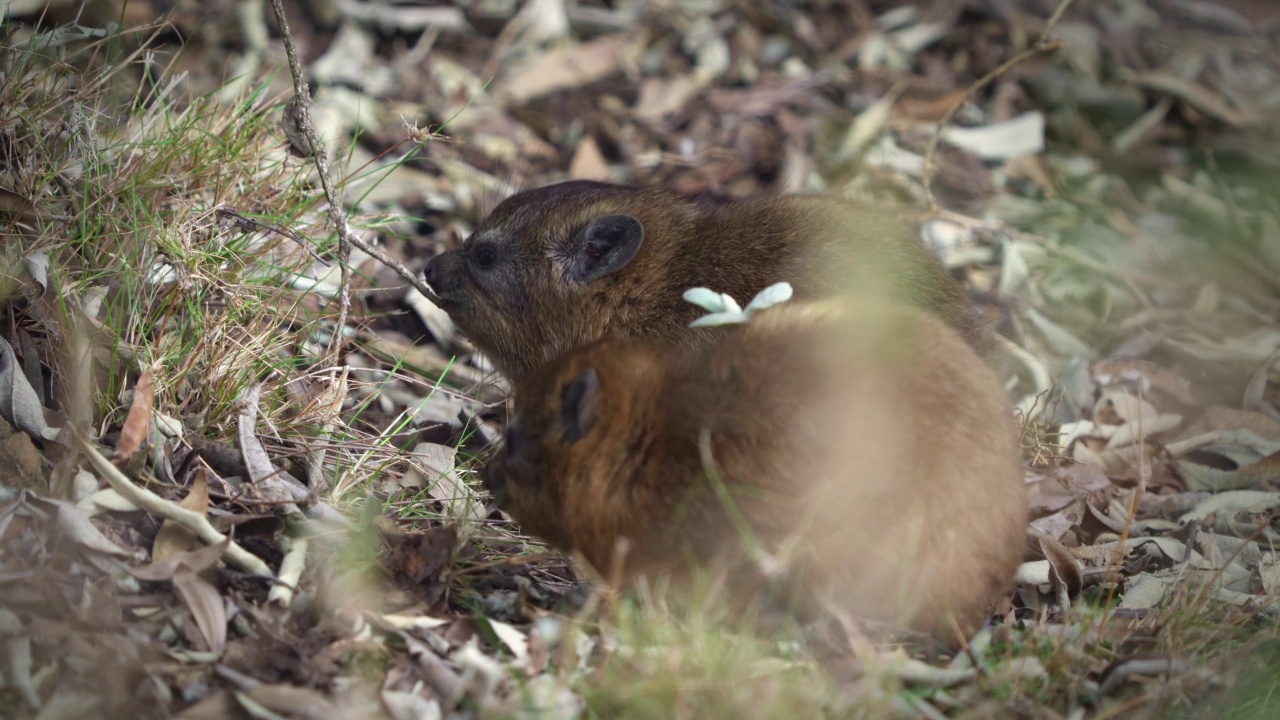 岩狸——Procavia capensis也有dassie, Cape Hyrax，岩兔或coney，原产于非洲和中东的陆生哺乳动物，幼崽或幼崽在岩石上吃和玩视频素材