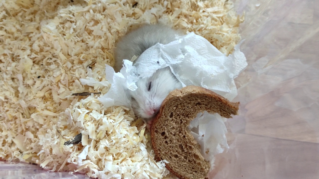 灰叙利亚仓鼠吃黑面包视频素材