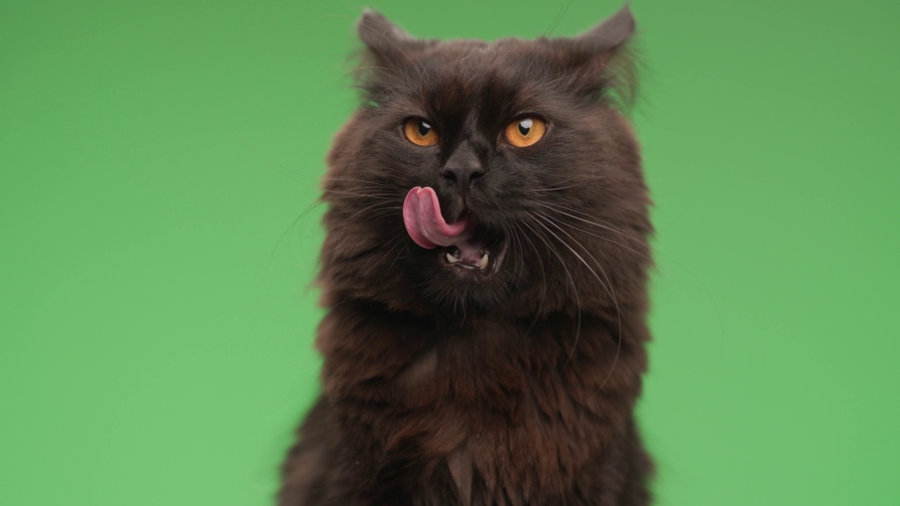 在画室里，一只饥饿的小猫咪在绿色的背景前伸出舌头，舔着鼻子，清洁和清爽的皮毛视频下载